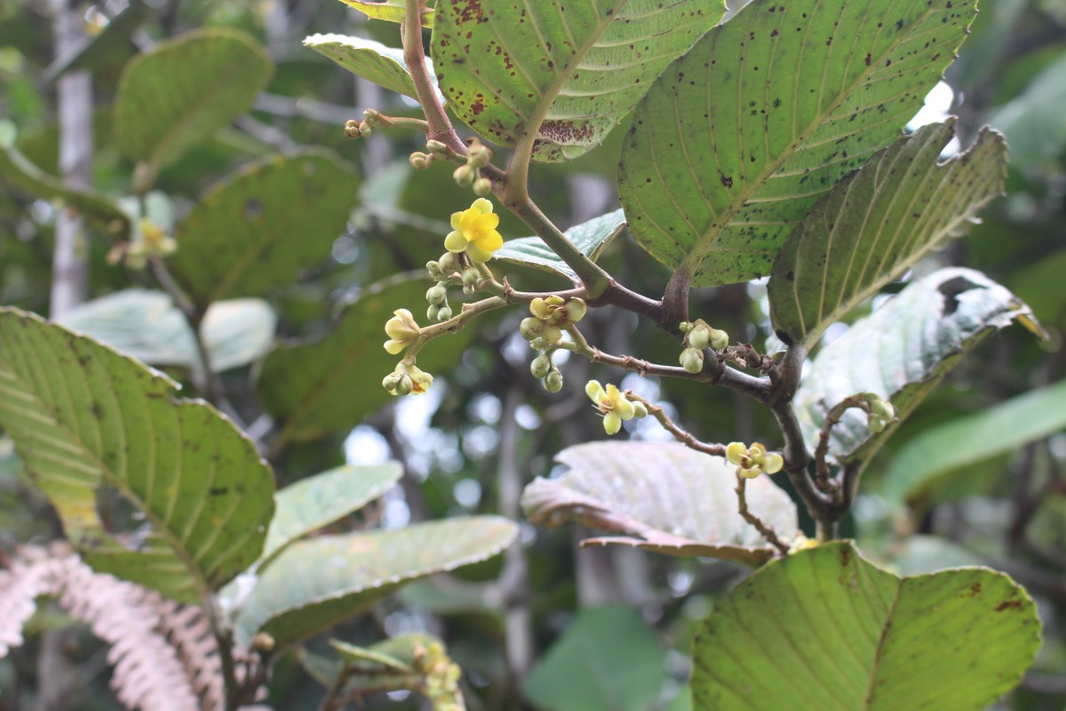 Schumacheria alnifolia Hook.f. & Thomson